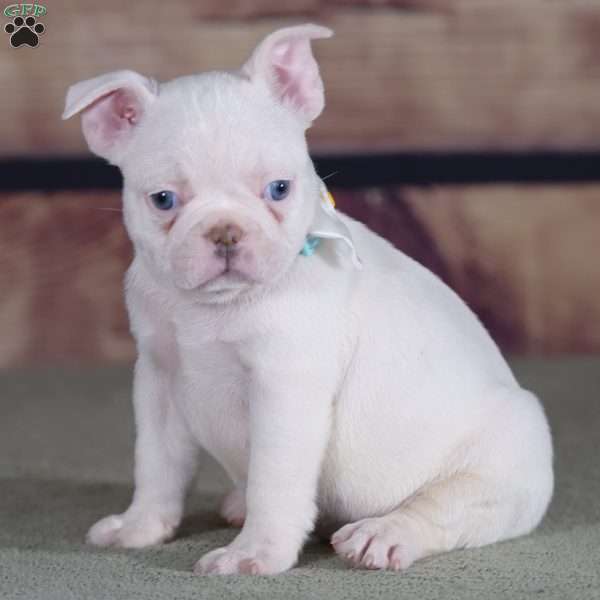 Sprite, French Bulldog Puppy